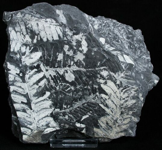 Fossil Seed Fern Plate - Pennsylvania #2302